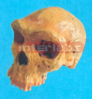 RHOOESIAN MAN SKULL